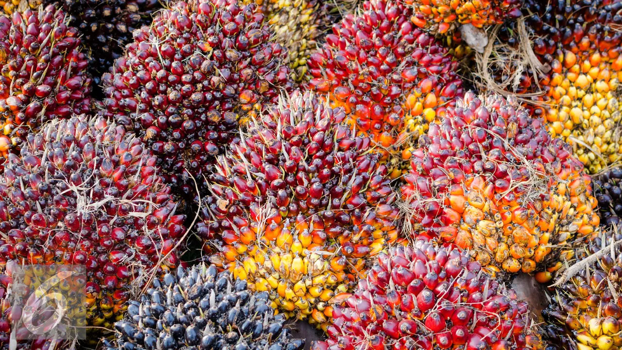 Habis Lebaran, Harga Buah Sawit di Tanjabtim Anjlok
