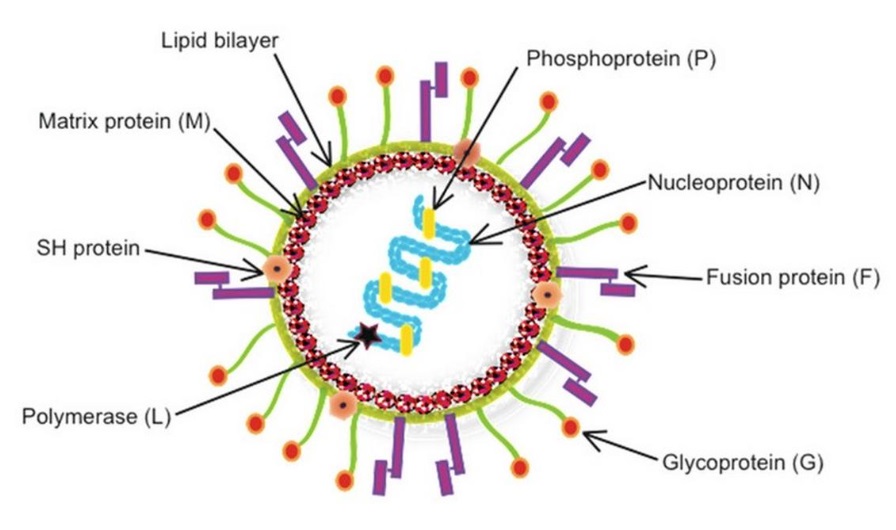 Sudah Sampai Malaysia, Ahli Virus Tiongkok Ungkap Fakta Baru Human Metapneumovirus HMPV