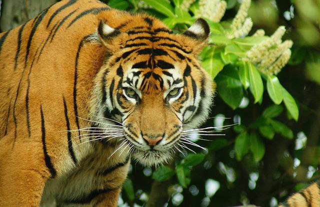 Sisi Lain Gunung Cakrabuana, Penampakan Harimau Lodaya dan Tempat Semayam 'Ki Jago'
