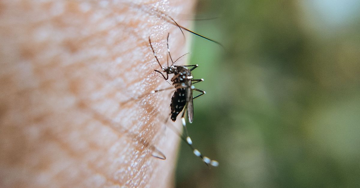 Ancaman Nyata Perubahan Iklim, Mengapa Kasus DBD dan Malaria Kian Mengkhawatirkan?