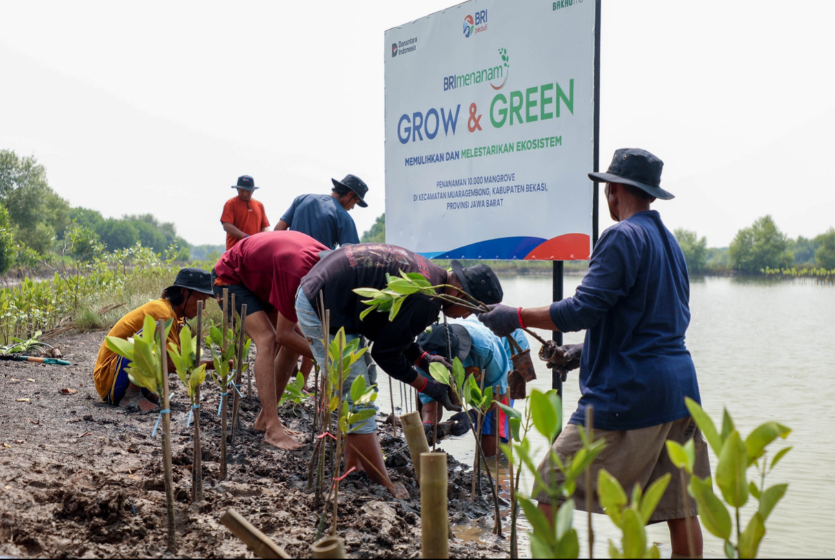 Peringati Hari Mangrove Sedunia, BRI Pertegas Komitmen Selamatkan Lingkungan Lewat Perbaikan Ekosistem Pesisir