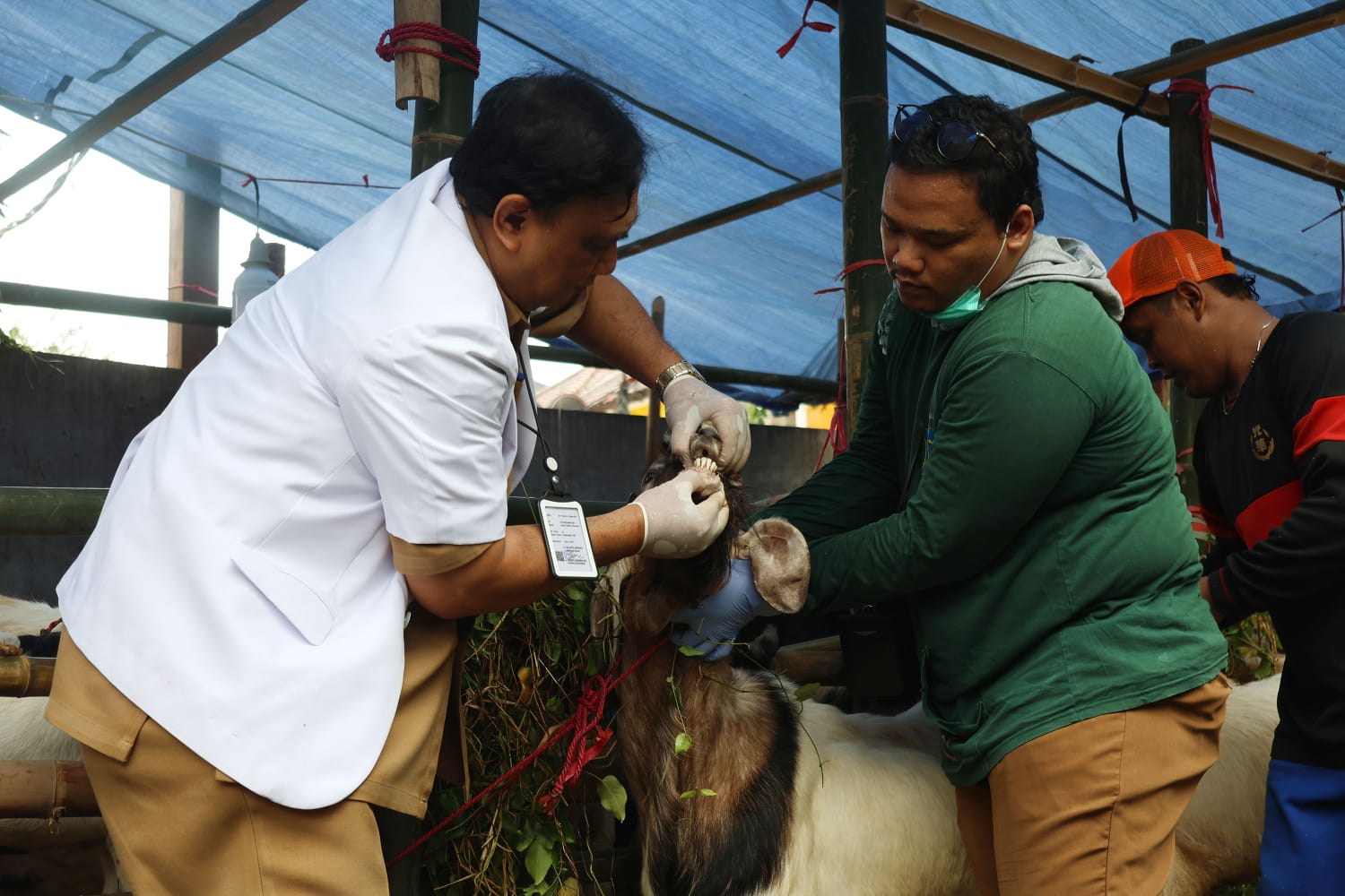Tips Beli Hewan Kurban Sehat ala DKPP Surabaya Jelang Iduladha 1446 H