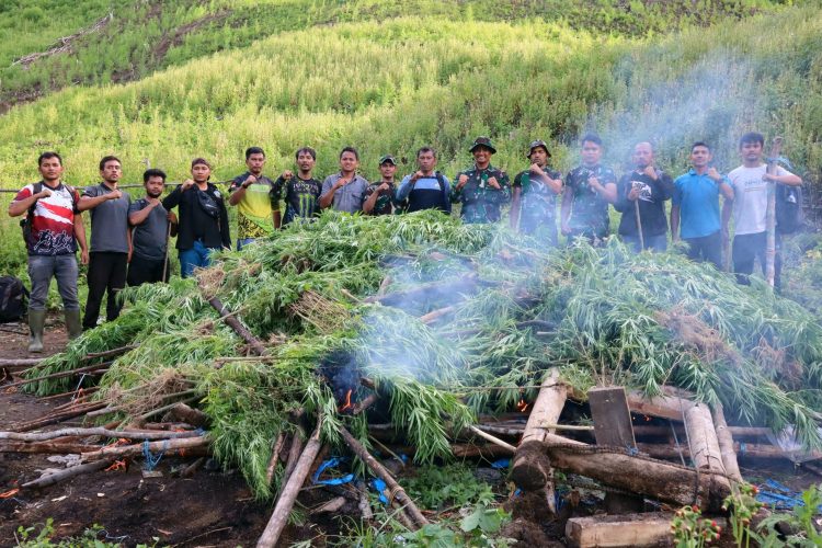 TNI dan BNN Musnahkan Ladang Ganja Seluas Tiga Hektare di Gayo