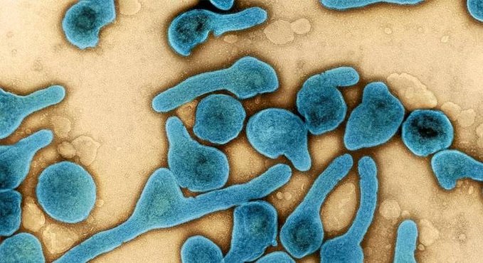 WHO Terima Laporan Kasus Virus Marburg, Indonesia Waspada