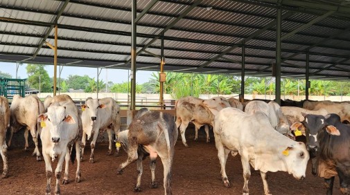 Syarat Kondisi Hewan Kurban Idul Adha, Panduan dan Haditsnya