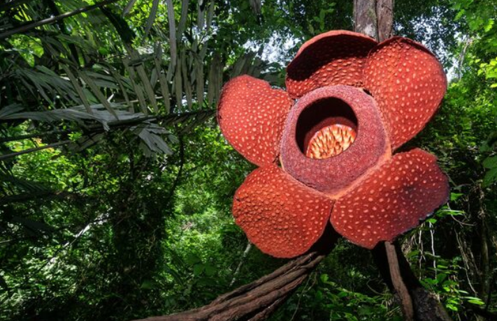 Sejarah dan Cara Merayakan Hari Cinta Puspa dan Satwa Nasional 5 November 2025