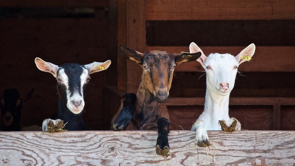 Tip Memilih Kambing Kurban yang Ideal dan Bebas Penyakit