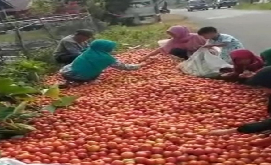 Viral, Petani di Lampung Barat Buang Hasil Panen Tomat, Ini Penjelasan Diskoperindag