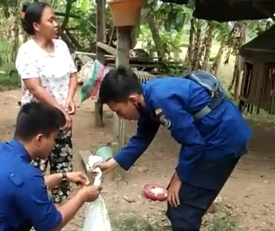 Ular Piton Panjang 3 Meter di Kebun Warga Legok, Petugas BPBD Evakuasi