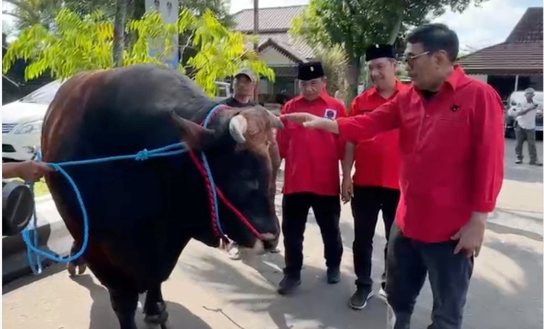Megawati dan PDIP Jatim Sumbang Ratusan Sapi Kurban, Dua Sapi Mega untuk Bung Karno