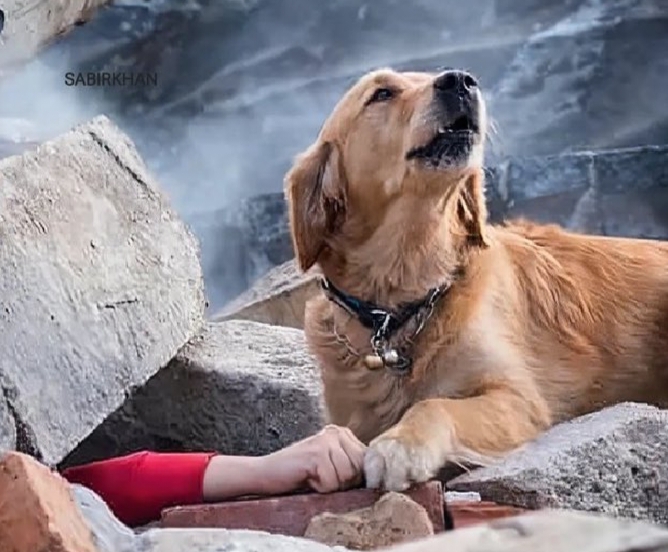 Viral Potret Anjing Temukan Majikannya yang Tertimbun Reruntuhan di Gempa Turki, Cek Faktanya