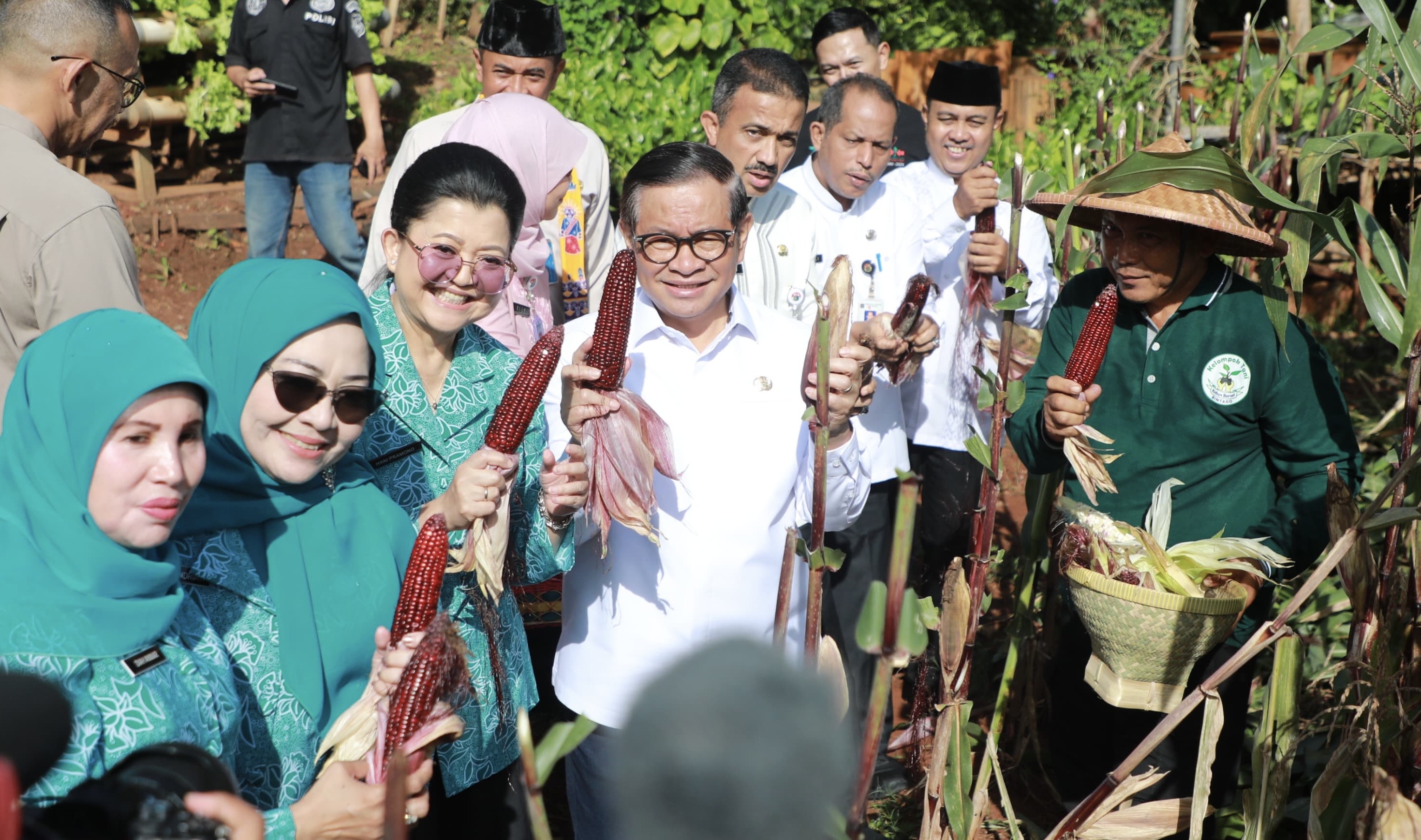 Panen Jagung Pulut di Tengah Kota! Pramono Jual ke Warga dengan Harga Terjangkau