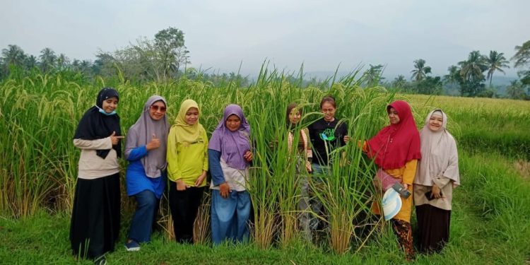Padi Kewal Dikenal Jadi Makanan Kesukaan Para Sultan Banten, Terancam Punah, BRIN Lakukan Riset