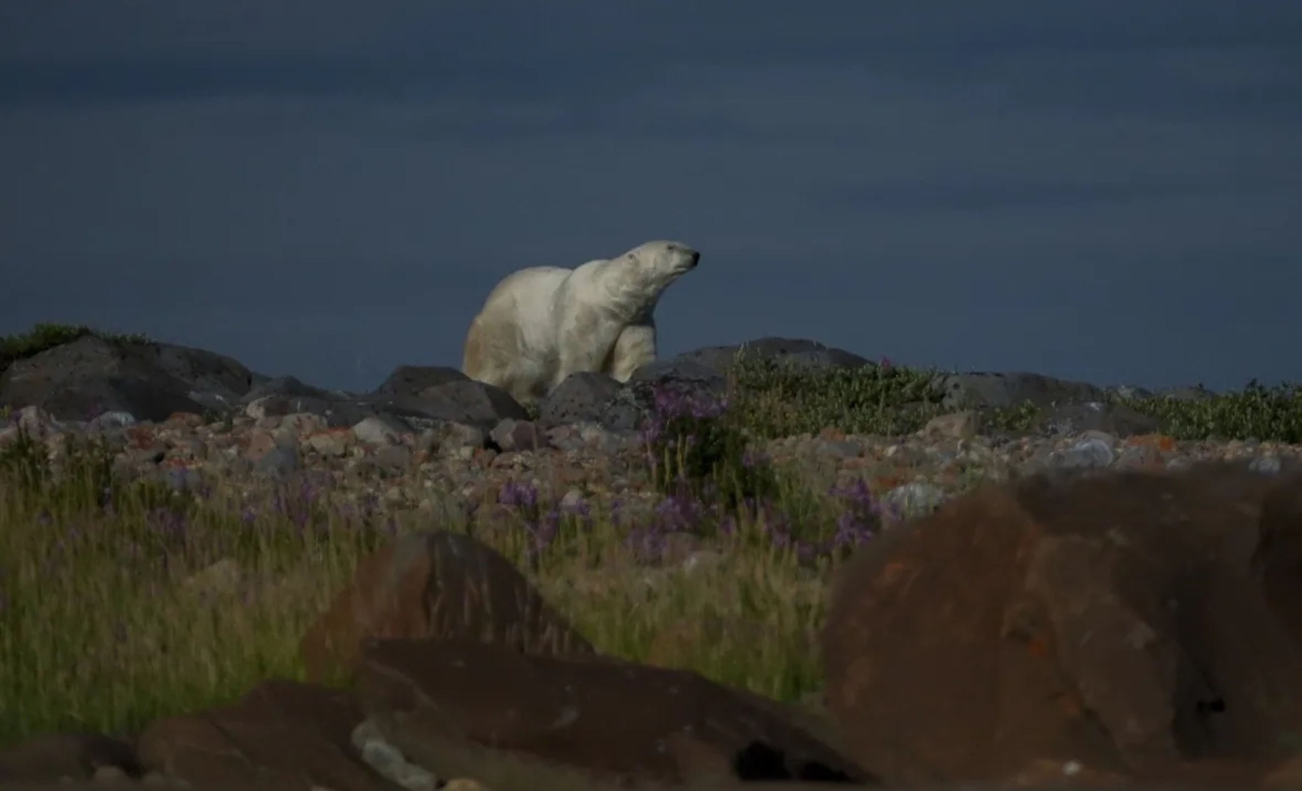 Harmoni Hidup Berdampingan dengan Beruang Kutub di Churchill, Manitoba, Kanada