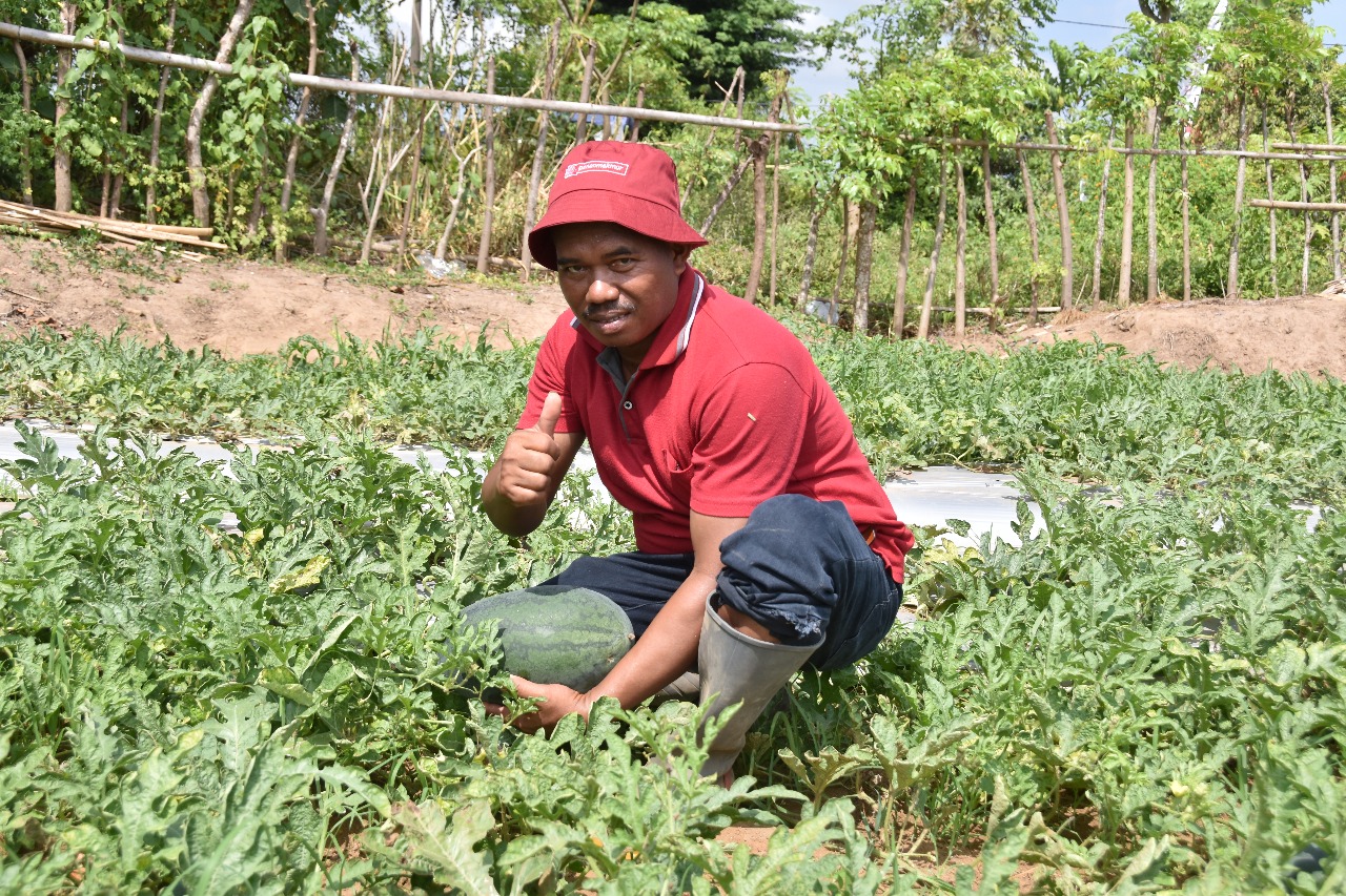 Kisah Sukses Daeng Sitaba, Petani Sayur yang Dijuluki Master Panen Berawal dari 2 Kaleng Benih