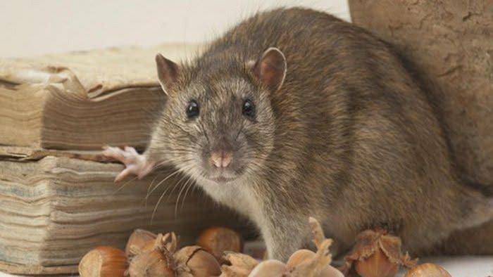 Cara Mengusir Tikus dari Plafon Rumah Menggunakan Aroma Alami, Tanpa Racun!