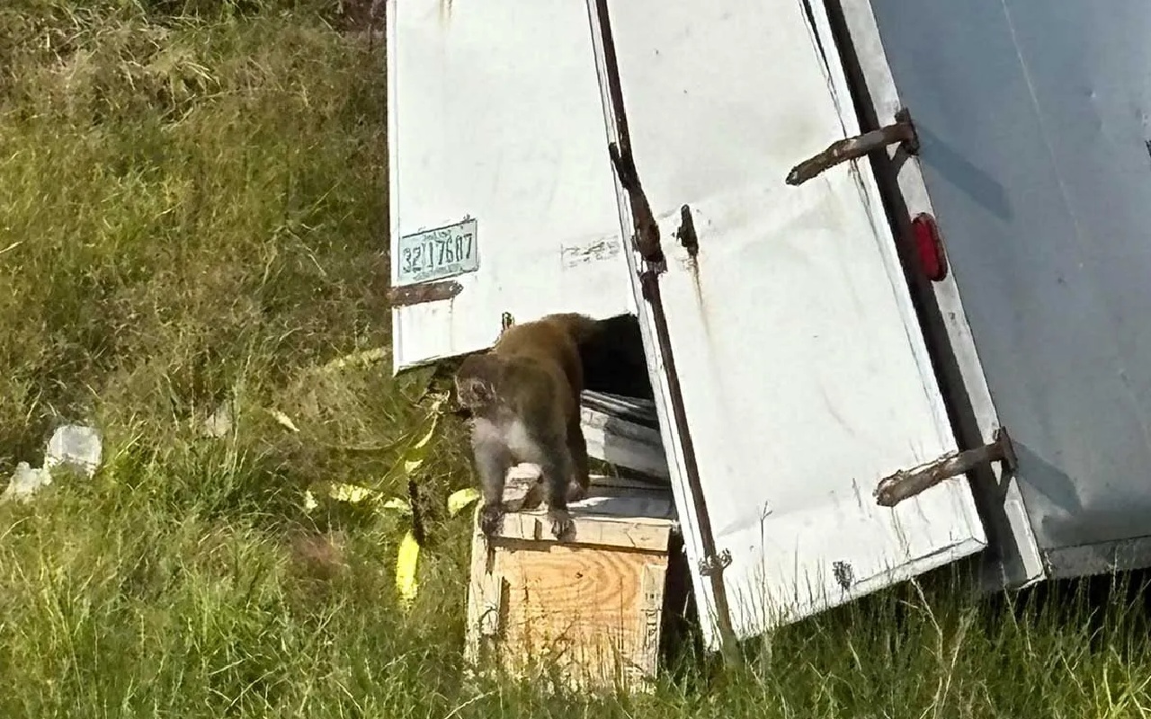 Fakta Monyet Laboratorium Universitas Tulane yang Kabur Usai Kecelakaan, Benarkah Terinfeksi COVID-19 hingga Hepatitis C?