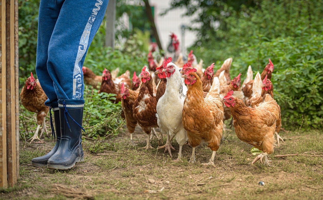 Rusia Stop Ekspor Gas Giliran Malaysia Larang Ekspor Ayam