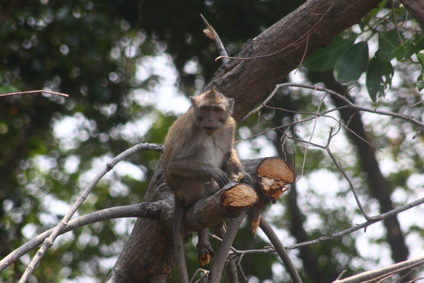 Potret Monyet Ekor Panjang Usai Pembabatan Mangrove Surabaya