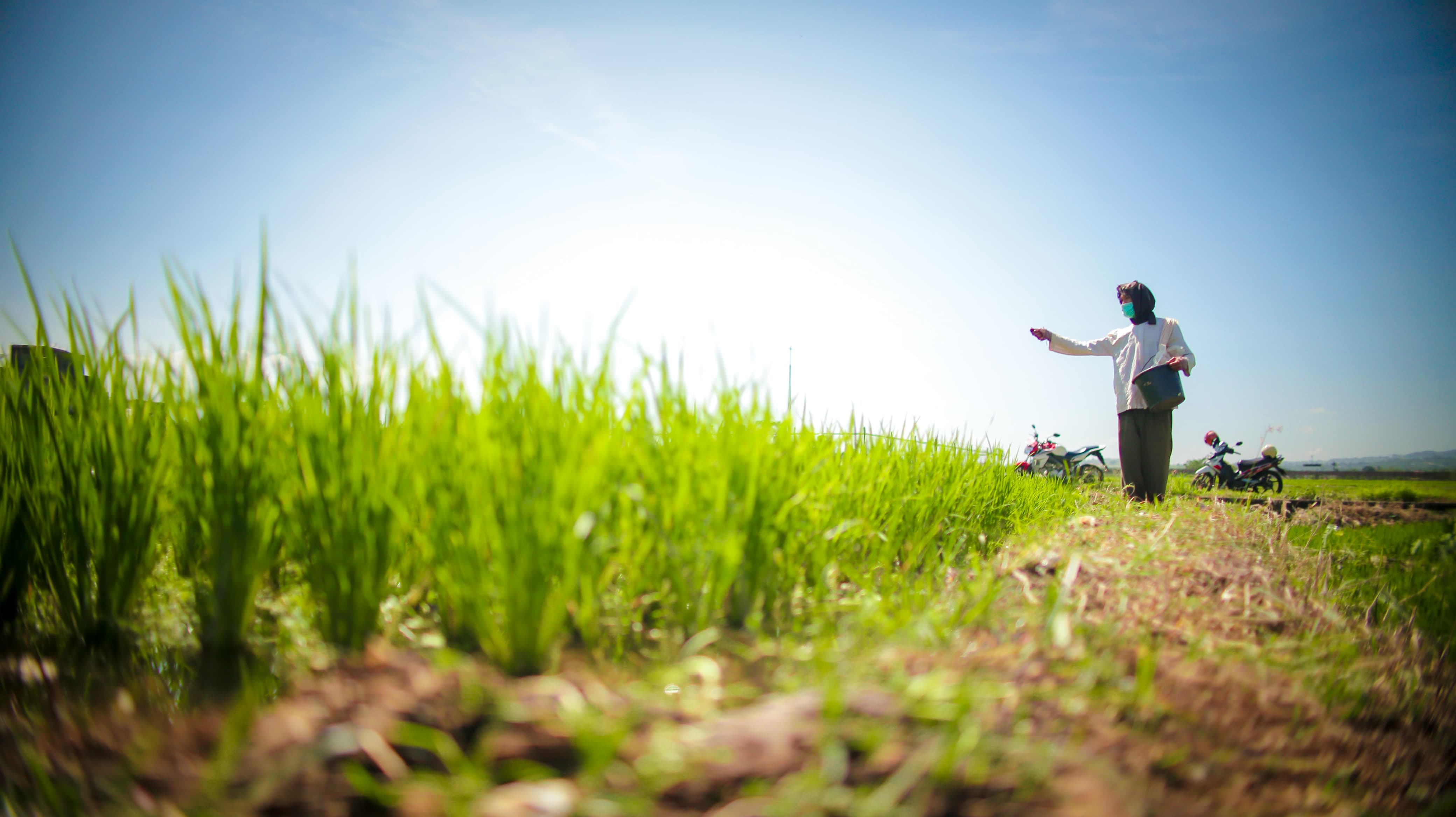 Hasil Optimalisasi Lahan, BPS Ungkap Produksi Beras Hingga Oktober 2025 Surplus 3,7 Juta Ton