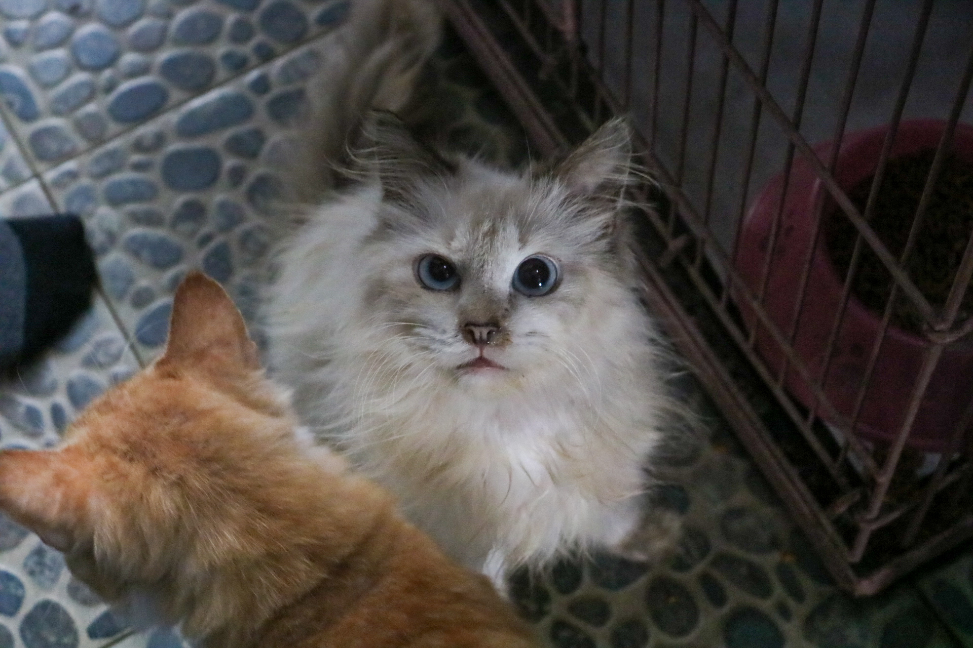 Perjuangan Komunitas Penyelamat Kucing Terlantar Surabaya