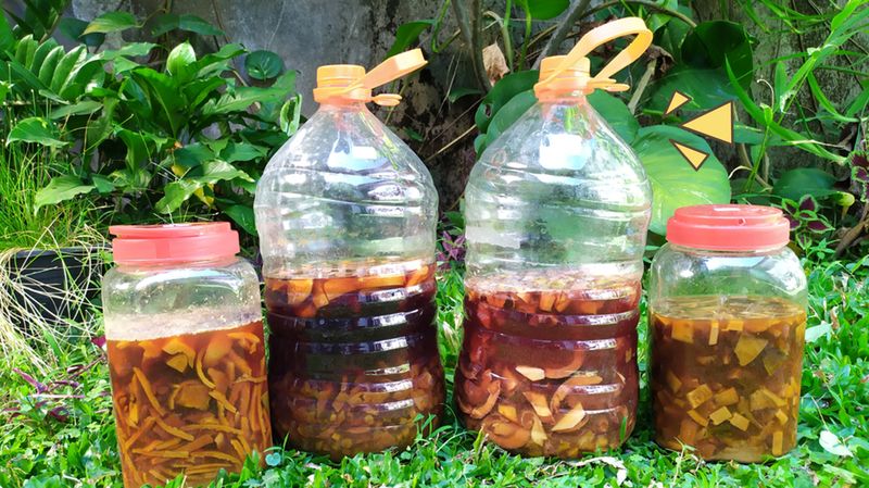Sapi Tanah