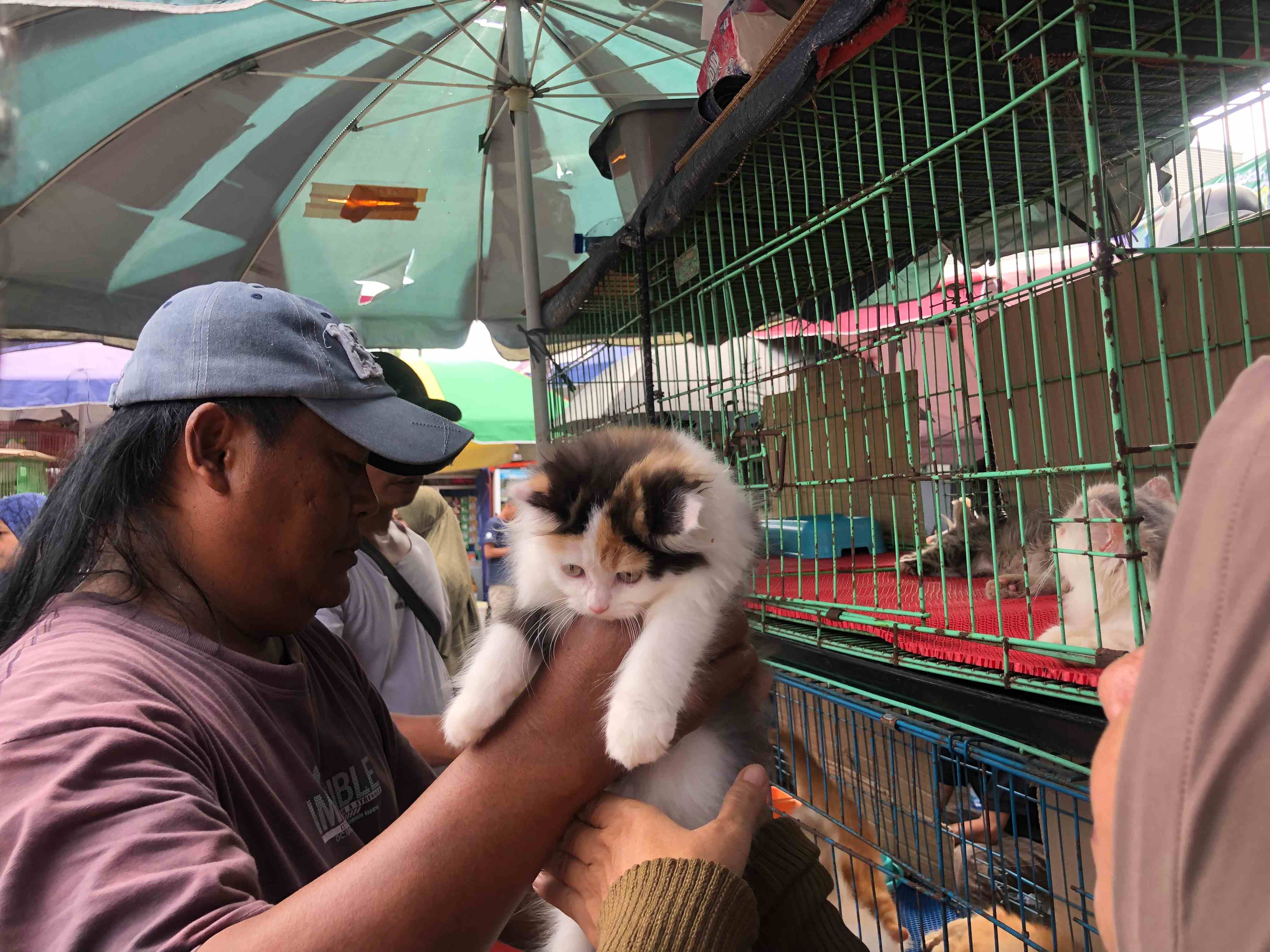 Cat Lovers Buru Kucing Kaki Pendek di Pasar Hewan Jatinegara, Harga Mulai Rp1,3 Juta