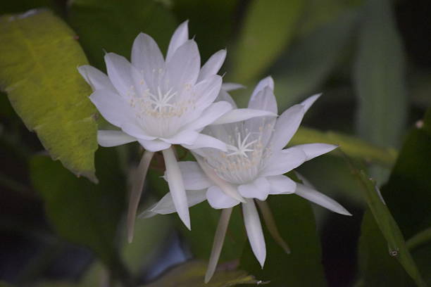 Sarat Mitos, Ini 6 Fakta Menarik Bunga Wijayakusuma 