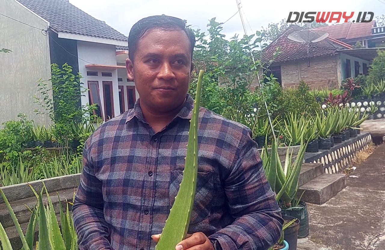 Budidaya Lidah Buaya Gunungkidul Jadi Distributor Perusahaan Kosmetik, Sekali Pesan 3 Ton