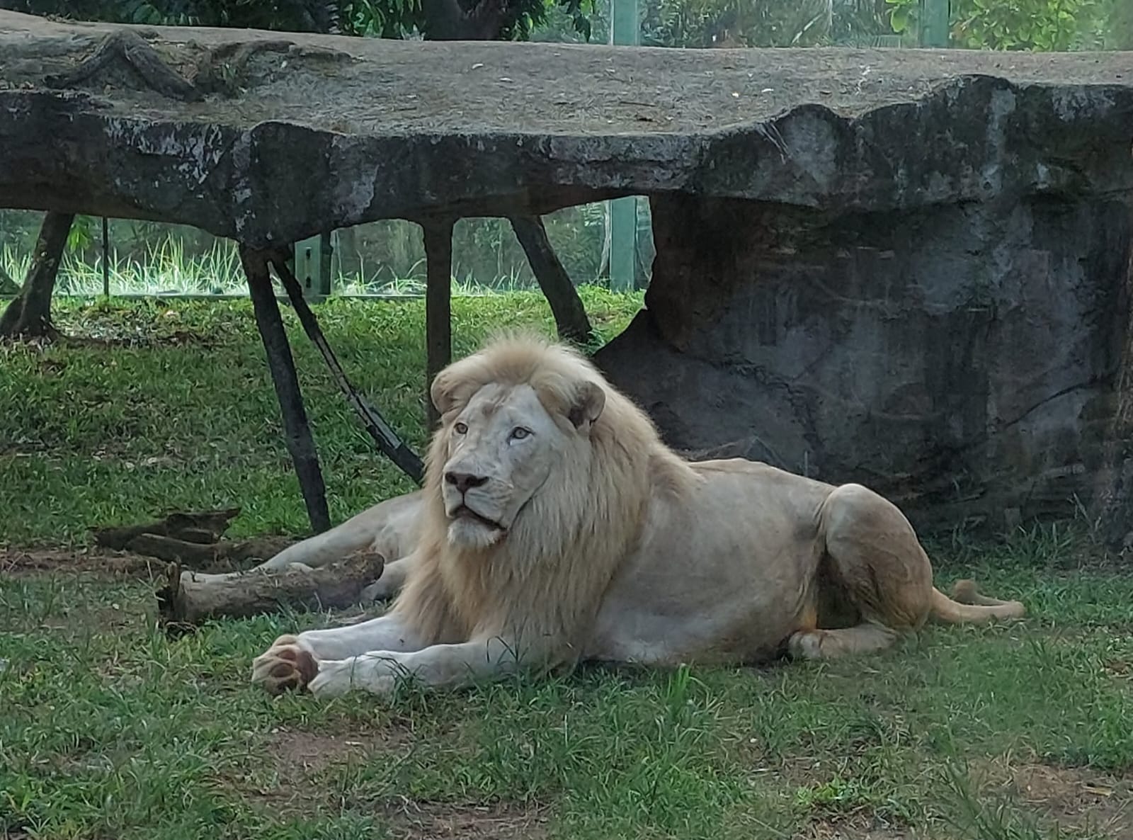 Penyebab Singa Cacat di Faunaland Ancol Karena Inses Terbantahkan, Aktivis Pecinta Hewan Ungkap Hal Mengejutkan