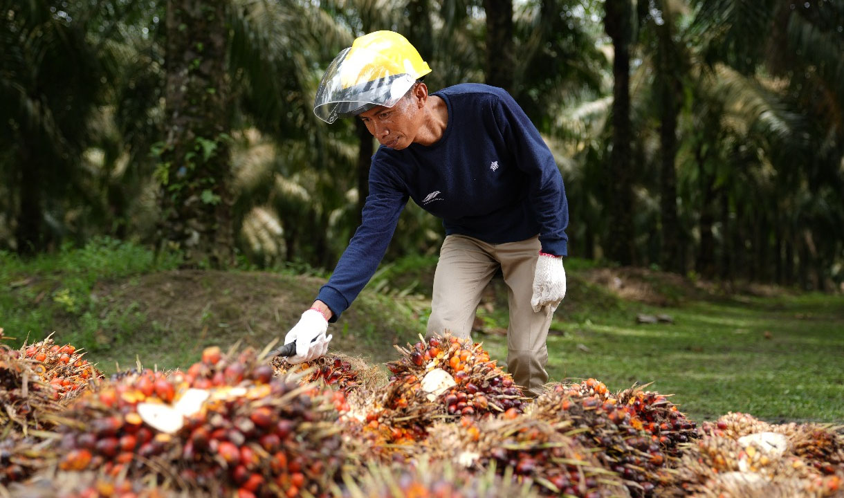 Produktivitas PTPN IV PalmCo Terus Meningkat, Transformasi Berbuah Hasil Nyata
