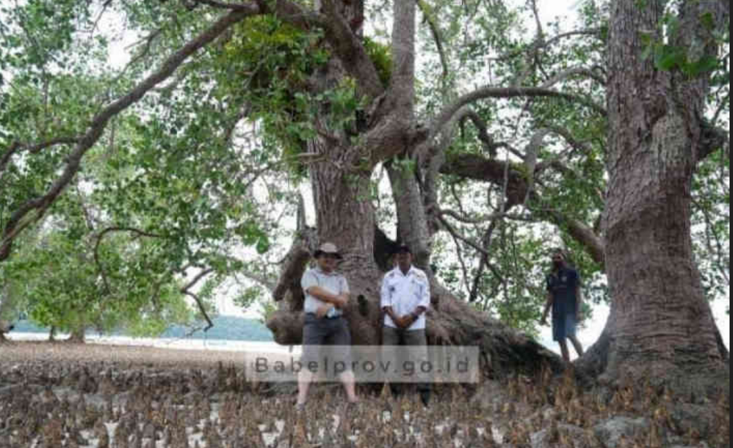 Pesona Pulau Langer Belitung, Miliki Pohon Mangrove Berusia 787 Tahun
