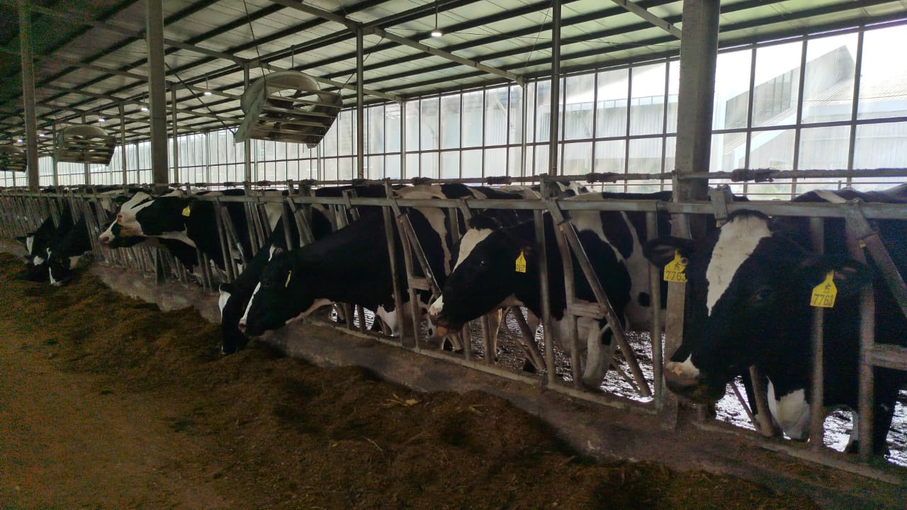 Mengenal Keunggulan Sapi Penghasil Susu Protein A2, Solusi untuk Perut Sensitif