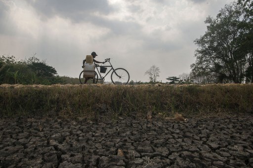 675 Hektar Sawah di Kota Bengkulu Terdampak Kekeringan 