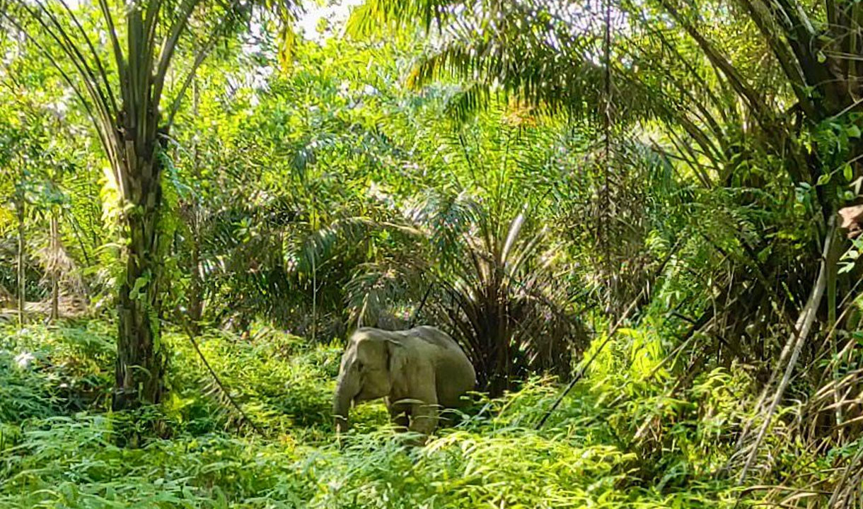Industri Sawit Bisa Selaras dengan Areal Konservasi Tinggi Hingga Satwa Langka, PalmCo: Pertumbuhan Ekonomi Berjalan Selaras dengan Kelestarian Alam