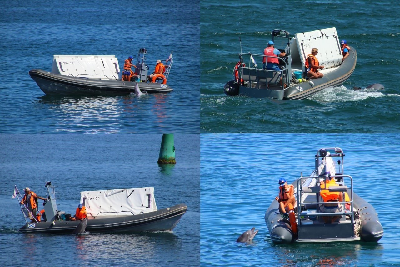 Ratusan Lumba-lumba Sekarat di Laut Hitam