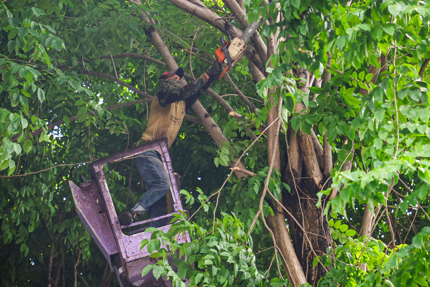 Gandeng Akademisi, Pemkot Ukur Kekuatan Pohon 