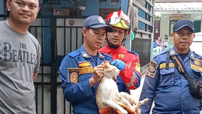 Viral Kucing Oyen 'Barbar' di Cibinong, Sering Cakar dan Gigit Warga, Sampai Dievakuasi Damkar!
