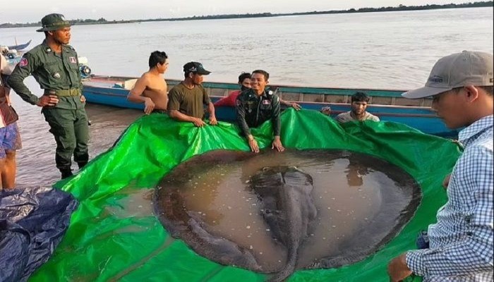 Ikan Air Tawar 'Terjumbo' Berhasil Ditangkap di Kamboja, Butuh Satu Lusin Orang Mengangkatnya!