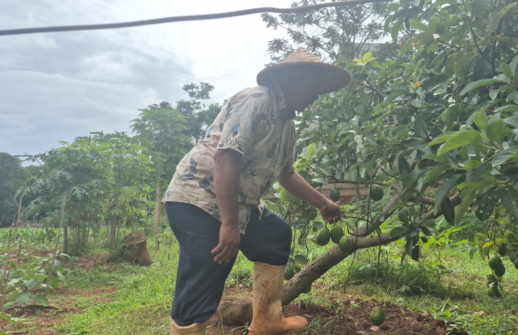 Panen Kebun Berseri Bintaro Jadi Penggerak Ekonomi Kelompok Tani