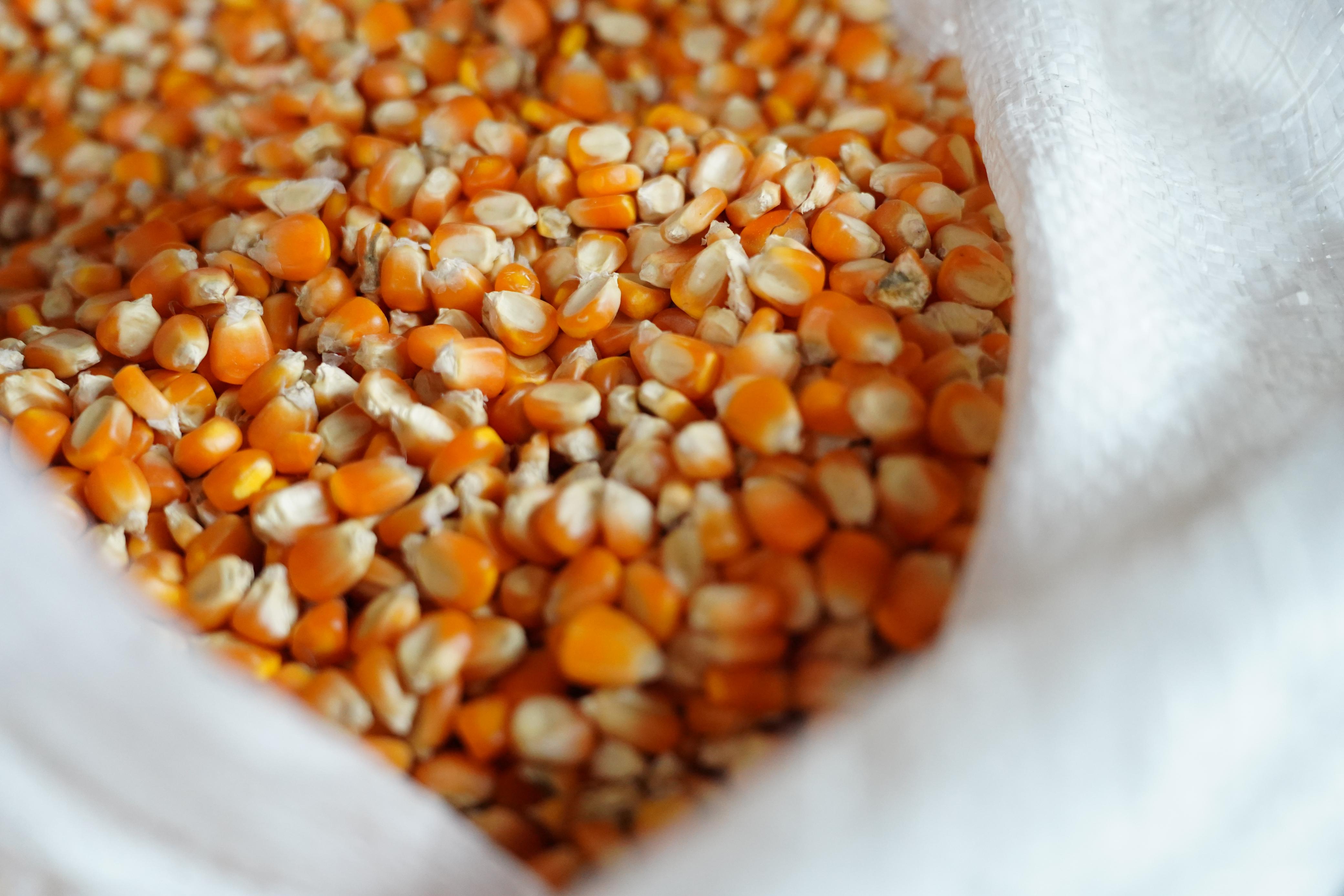 Jaga Pasokan Bahan Baku, Bapanas Dorong Distribusi Jagung