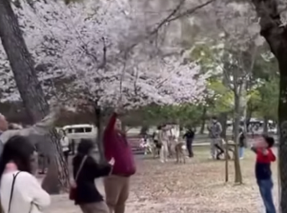 Kacau! Diduga Oknum Turis Asal Indonesia Berulah Bikin Rusak Pohon Sakura di Jepang: 'Memalukan'