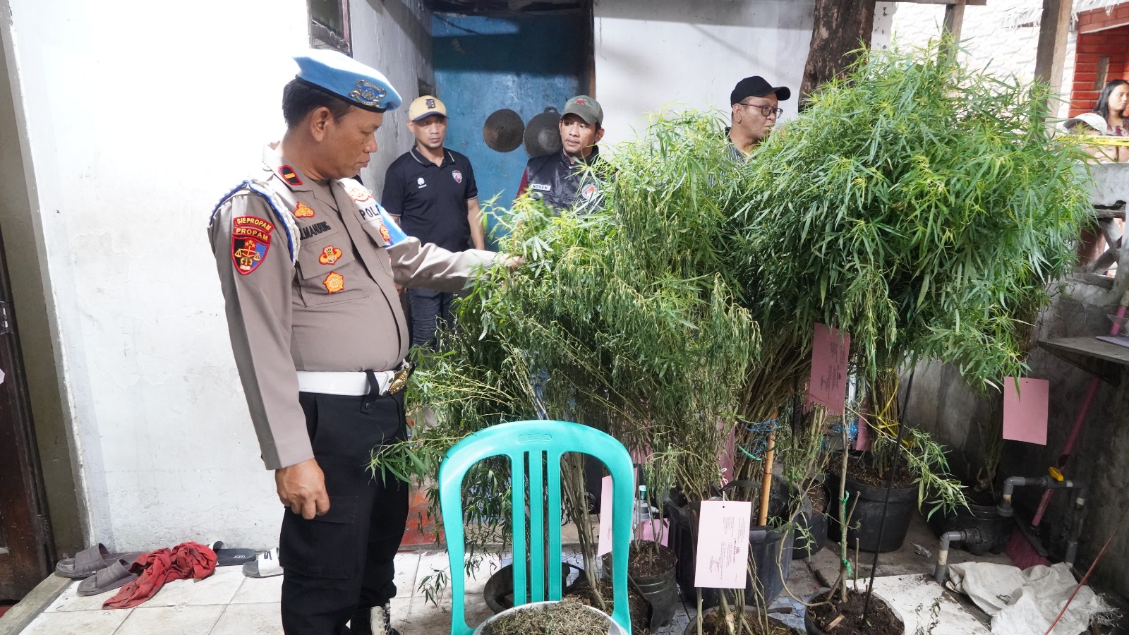 Kata Polisi Usai Gerebek Kebun Ganja Rumahan di Pedongkelan Cengkareng: Ternyata Hasil Budidaya