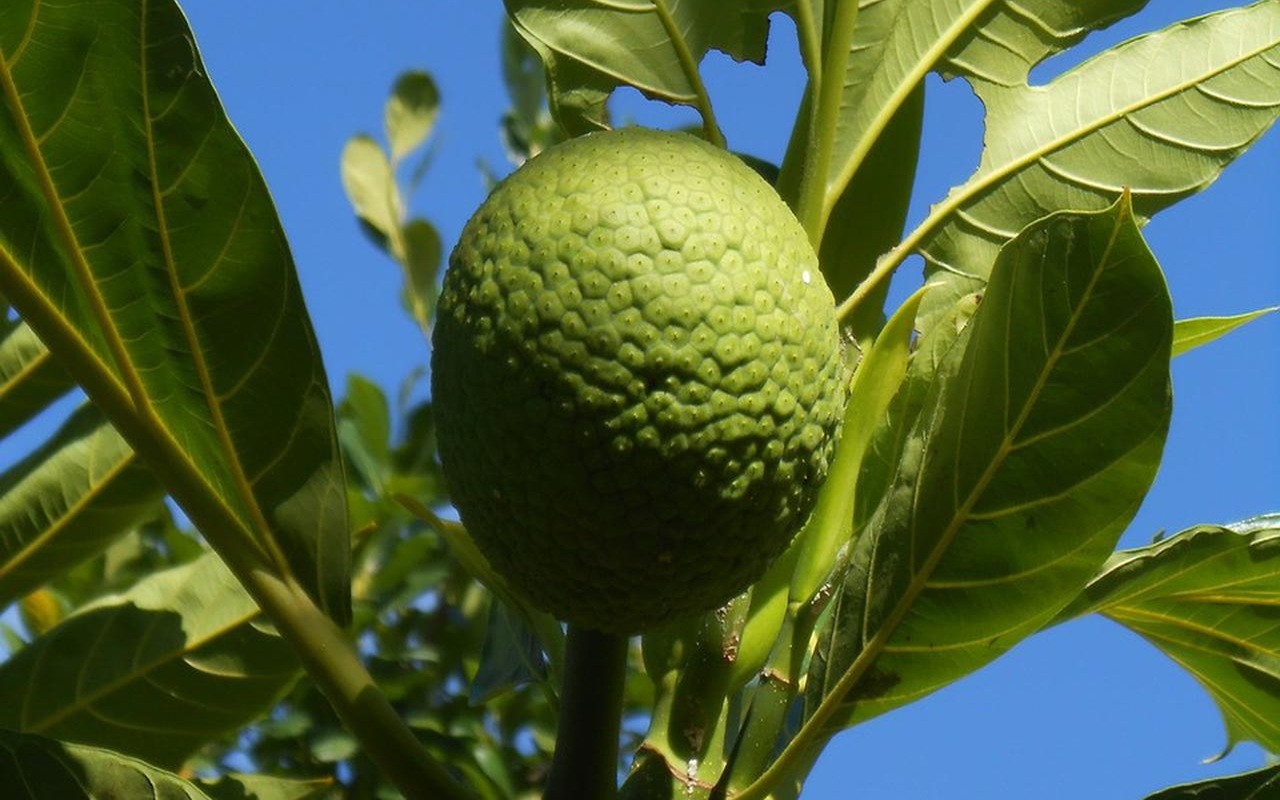 Pernah Diremehkan, Kini Buah Sukun Diburu Dunia Jadi Superfood Pangan Global