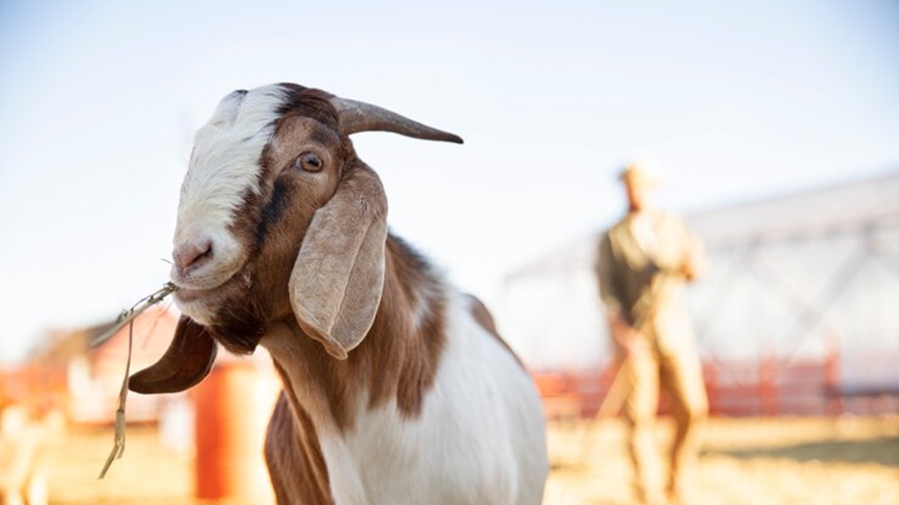 Hukum Arisan untuk Beli Hewan Kurban, Awas Bisa Riba Jika Lakukan Ini!