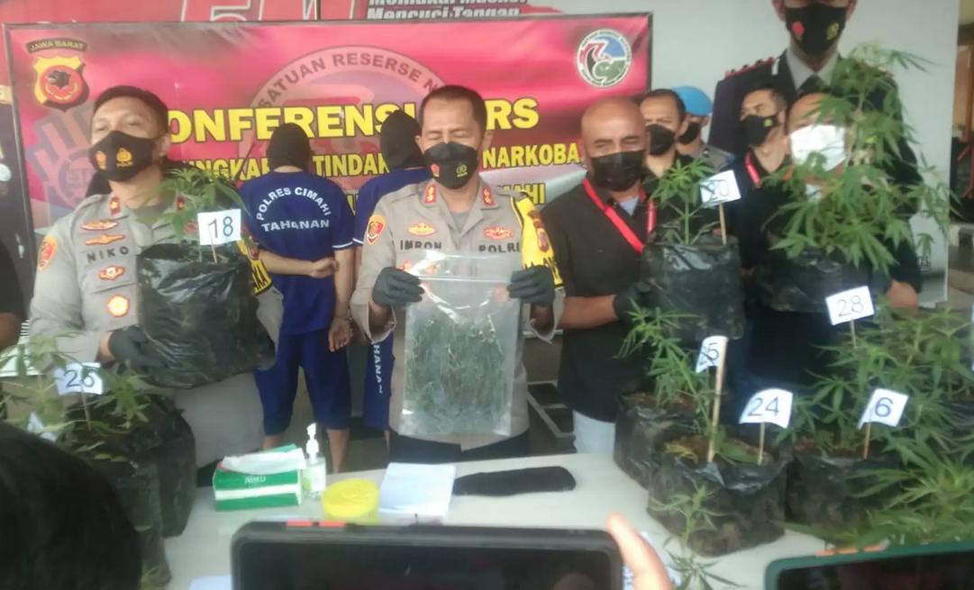 Polisi Gerebek Kebun Ganja Rumahan di Lembang, Puluhan Pohon Diamankan