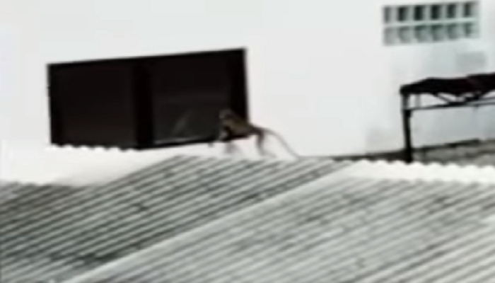 Lihat Ada Monyet Berkeliaran, Warga Kunciran Tangerang Dibuat Resah