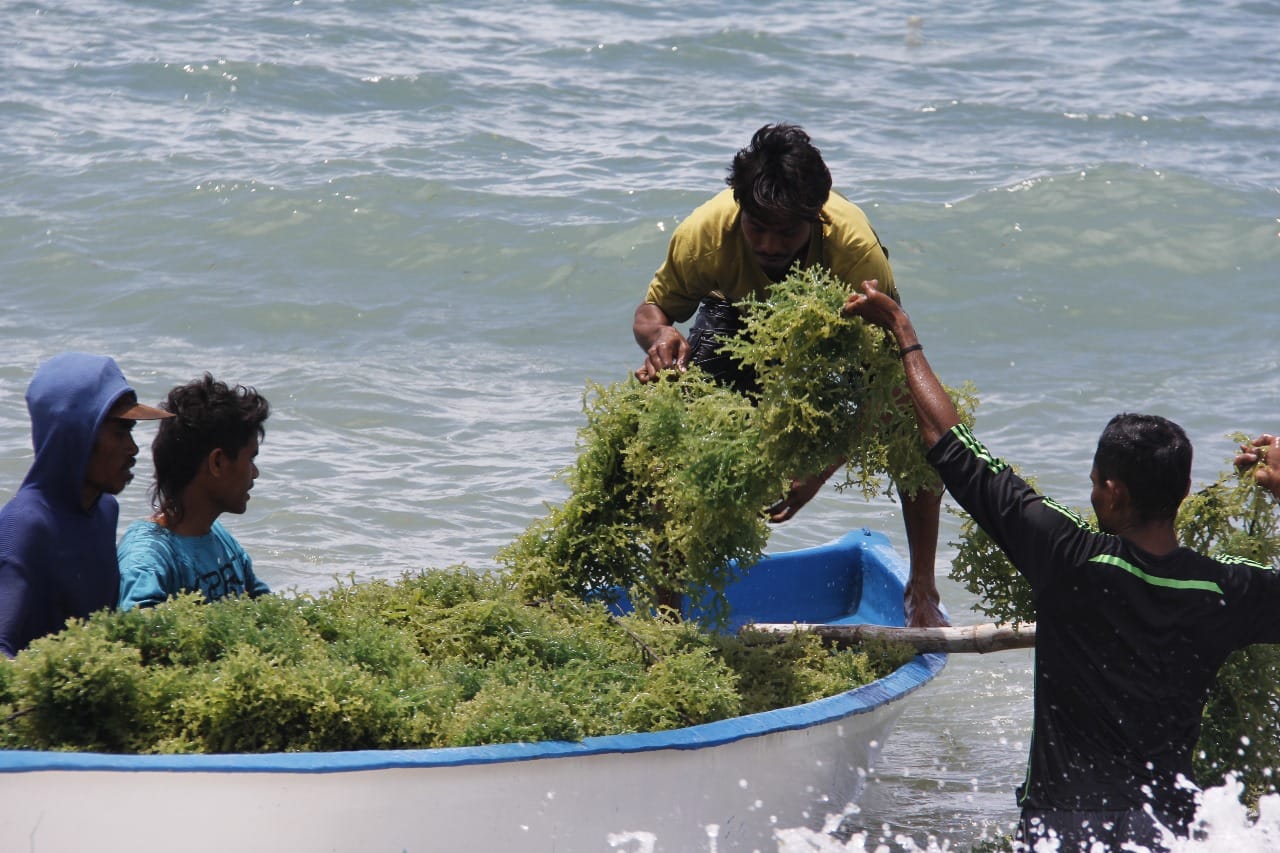 Strategi Mempercepat Hilirisasi Rumput Laut di Indonesia