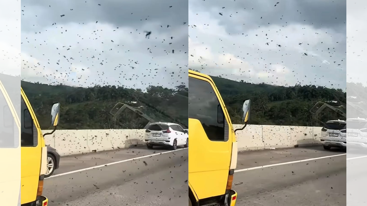 Mencekam! Ribuan Tawon Terbang Bergerombol di Tol Cipularang