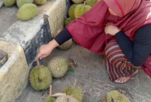 Bermodal Rp7.000 Bisa Makan Durian Tembaga Nan Lezat